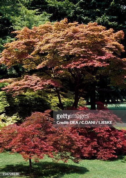 aceraceae vs sapindaceae