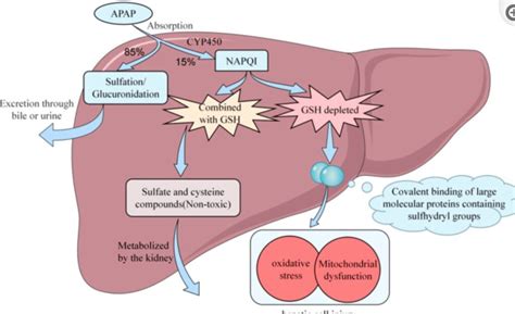 Acetaminophen Liver Mitochondria