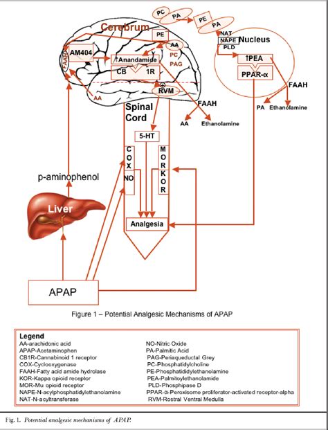 acetaminophen mechanism of action in the body