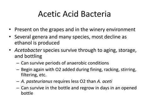 acetic acid bacteria characteristics