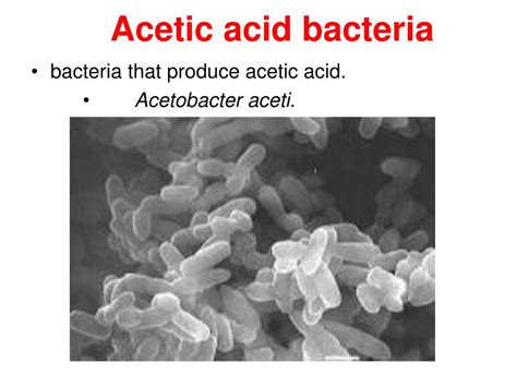acetic acid bacteria microbiology notes