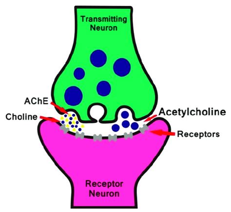 acetylcholine definition anatomy