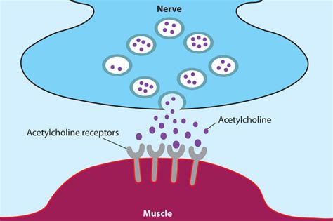 acetylcholine definition ap psychology