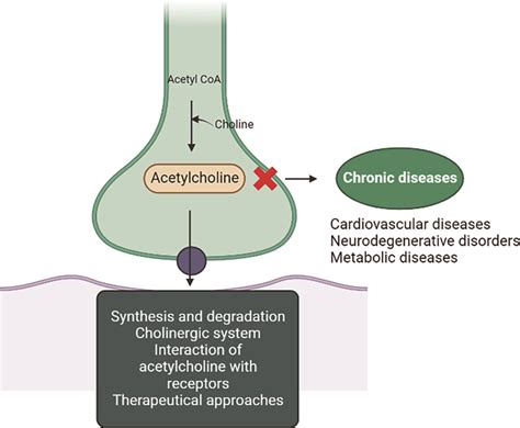 acetylcholine effects on behavior