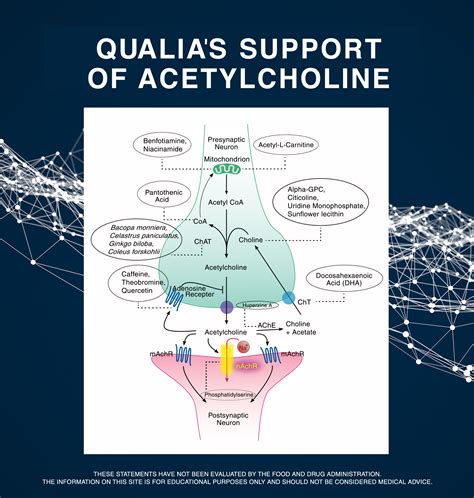 acetylcholine exerts its effect by