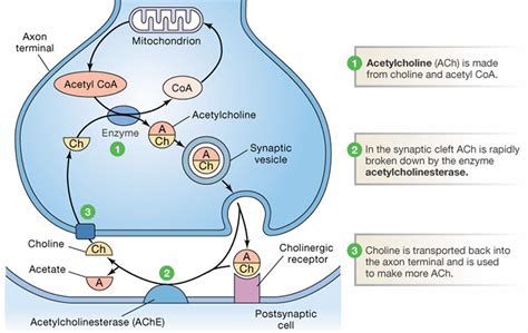 acetylcholine function in body