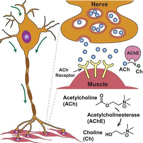 acetylcholine is a hormone