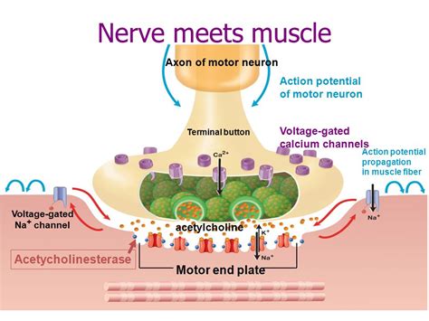 acetylcholine neurotransmitter muscle