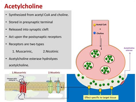 acetylcholine neurotransmitter slideshare
