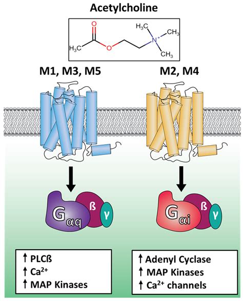 acetylcholine receptor abbreviation