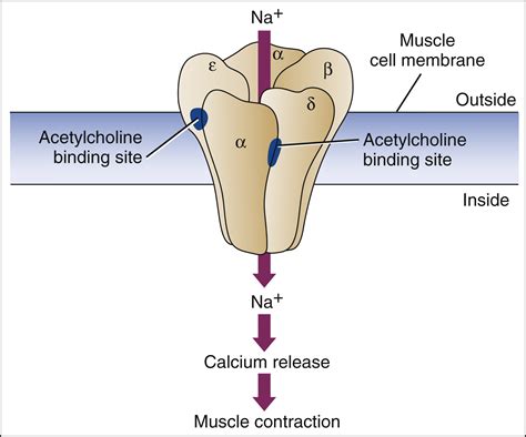 acetylcholine receptor binding