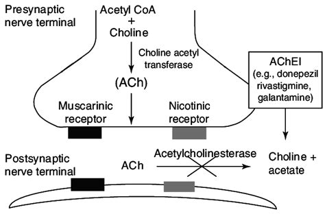 acetylcholinesterase inhibitors mechanism