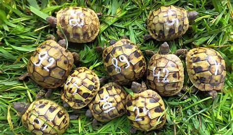 Tortues juvéniles - tortues d'Hermann juvéniles à vendre