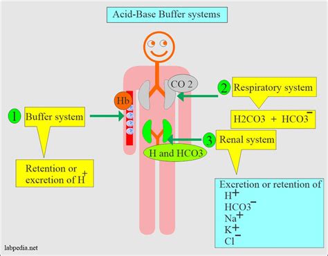 acid base buffer system