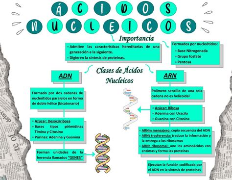 mapa conceptual sobre ácidos nucleícos Brainly.lat
