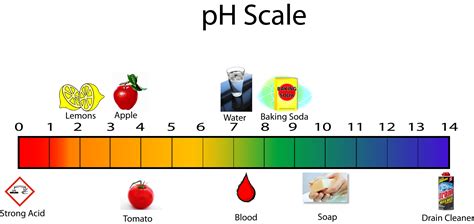 acids/bases & ph worksheet answer key