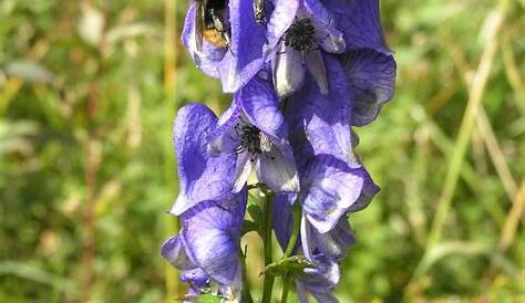 Aconitum Callibotryon About This Image