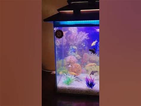 Discover the Wonders of Pakistan's Underwater Kingdom: Unveiling Aquarium Secrets