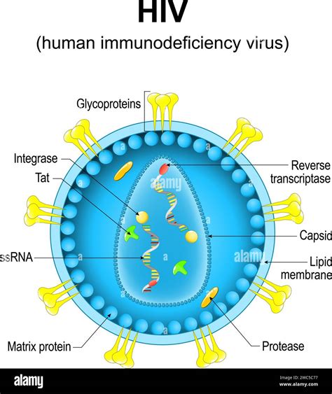 Understanding Acquired Immunodeficiency Virus: Causes and Health Implications