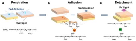 Acrylic Acid Adhesion