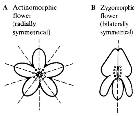 Actinomorphic Definition Easy