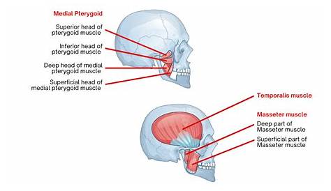 Action Of Mastication Muscles Head And Neck MistryLand