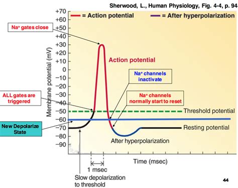 action potential