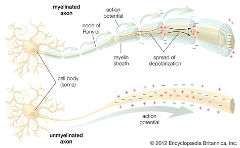 Action Potential Definition Neuron