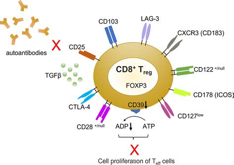 activated cd8 t cell marker