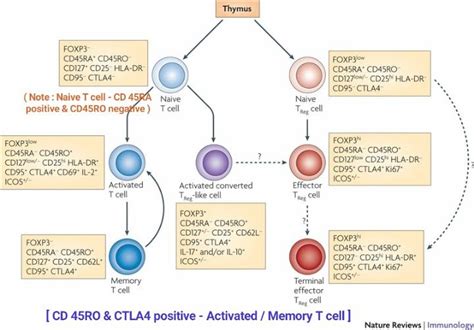 activated t cell cd marker