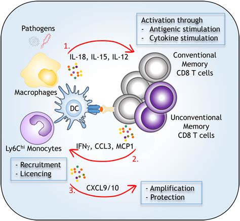 activation of cd8 t cells