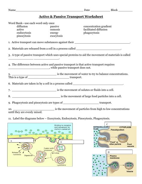 active and passive transport worksheet fill in the blank