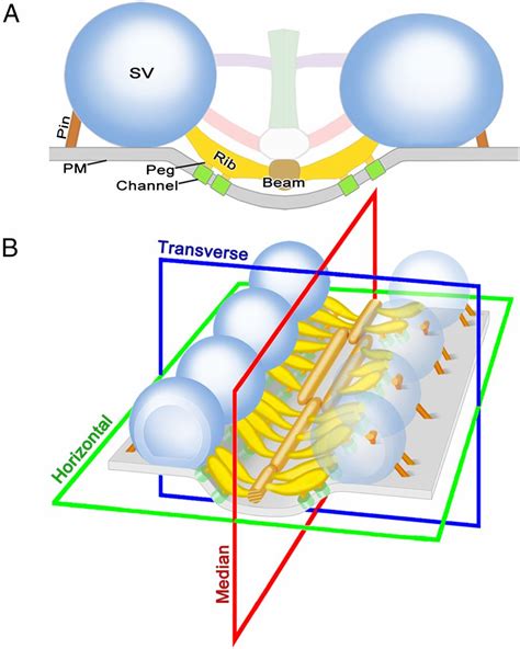 Active Zone Components