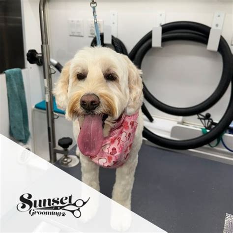 Acton Ca Dog Grooming