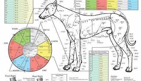 CANINE POINTS Acupuncture, Acupressure, Accupuncture