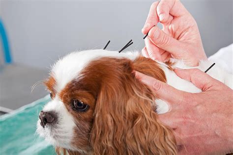 Image of a dog receiving acupuncture