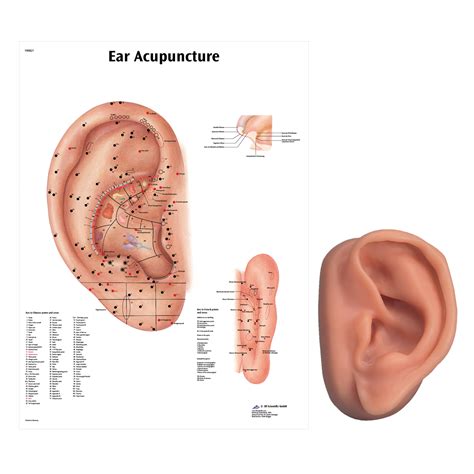 Acupuncture In Left Ear