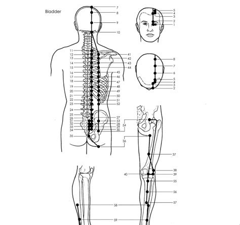 Acupuncture Points Bladder Meridian