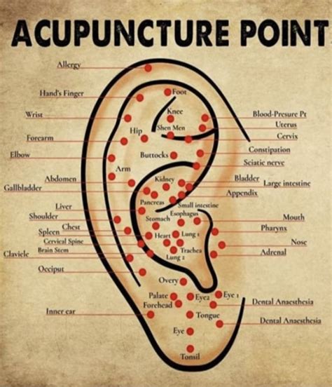 Acupuncture Points Ear Piercing