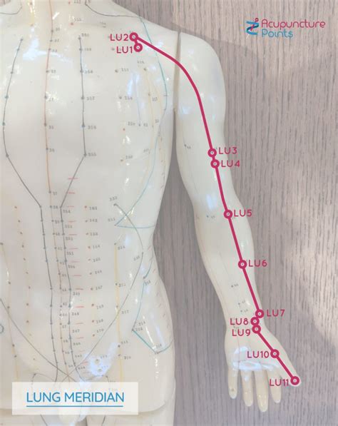 Acupuncture Points Lungs