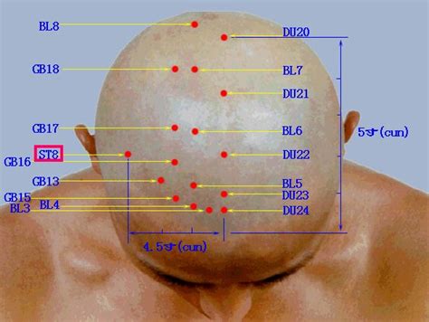 Acupuncture Points Top Of Head