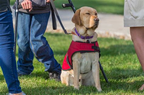 eveningstarbooks.info:ada service dog requirements 2018