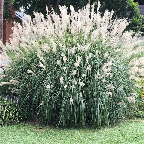 adagio grass