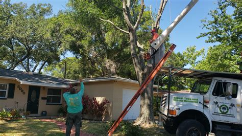adams and sons tree service