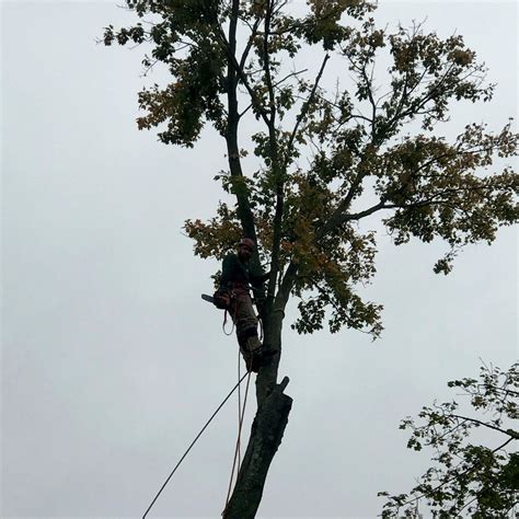 adams tree service nj