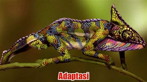 adaptasi