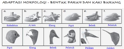 Adaptasi Burung