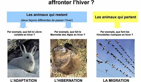 Survie des animaux en montagne l'hiver, Club Alpin Français d'Angoulême