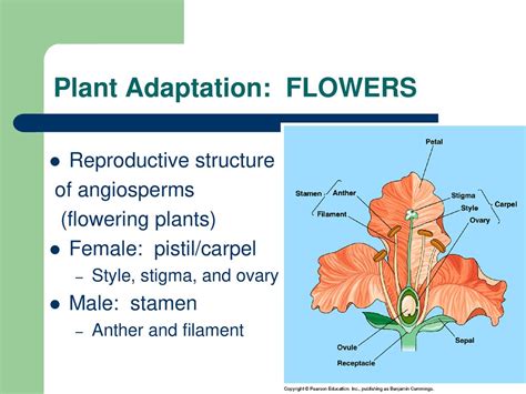 adaptation structure of stigma and style
