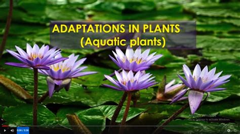 adaptations in aquatic plants